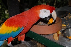 0703 Birdworld Kuranda